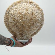 Boho Morské Mušľové Tienidlo - Veľké Vzorované Okrúhle - 30 cm