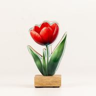 Drevené izbové rastliny – mini tulipán
