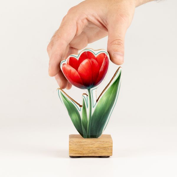 Drevené izbové rastliny – mini tulipán