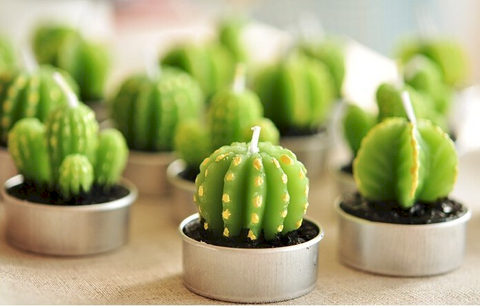 veľkoobchodnými kaktusovými sviečkami.